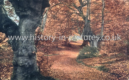 An Autumn Scene in Epping Forest, Essex. c.1930's